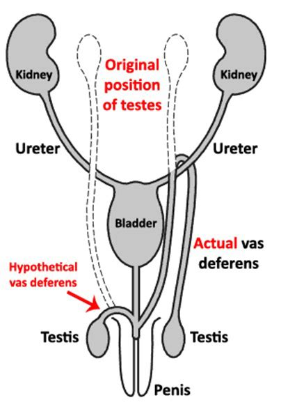 do testes drop during puberty|when do my testicles start growing.